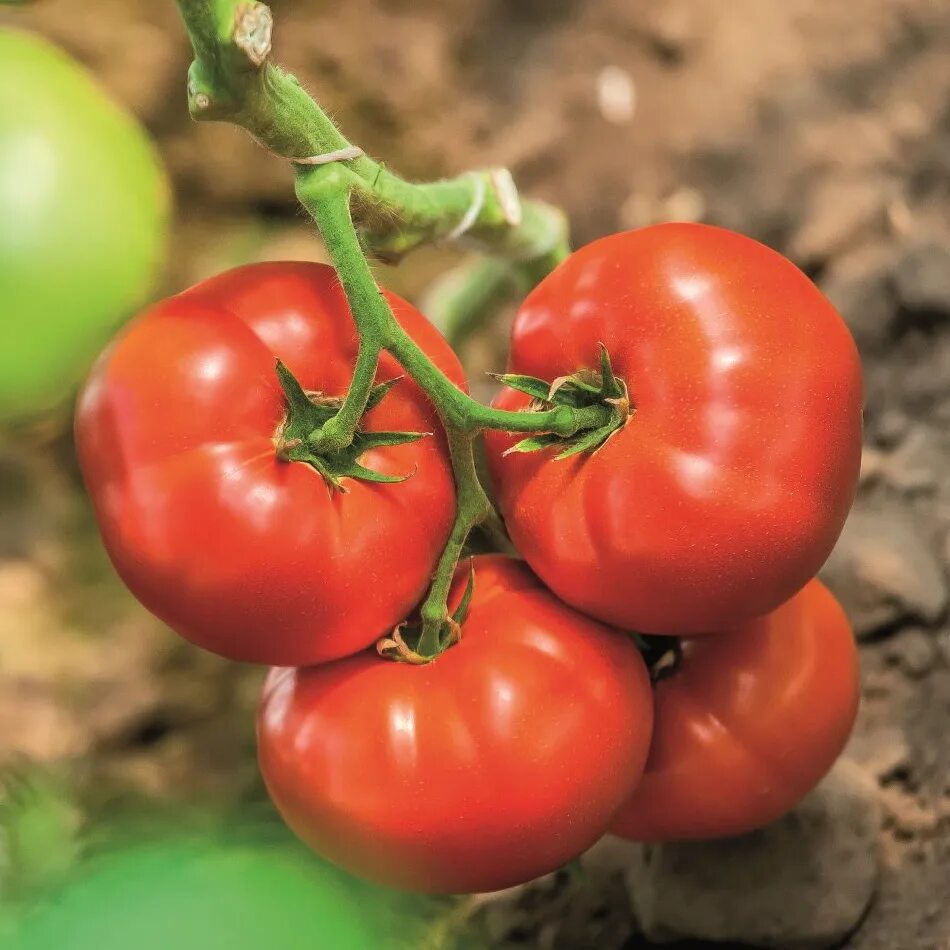 Томат биг хата f1. Томат грин биф f1. Томат биг биф f1. Томат биг биф петосид. Томат биг биф f1 (5 шт) агрос.