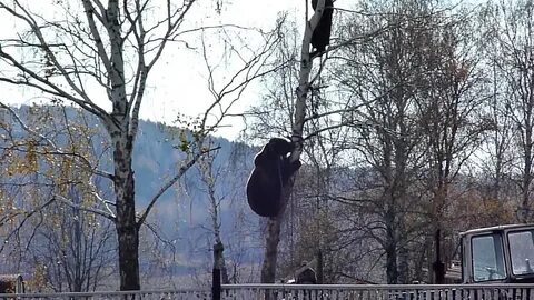 На дереве не спрятаться