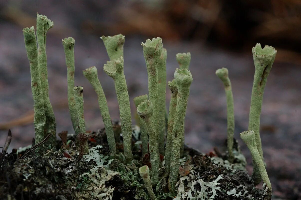 Кладония бесформенная это. Кладония бесформенная cladonia deformis. Кладониевые грибы. Кладония порошистая. Кладония деформис.