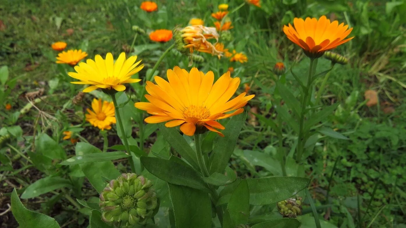 ). пьют ли календулу. календула лекарственная (calendula officinalis). пьют ли календулу. календула отцвела.