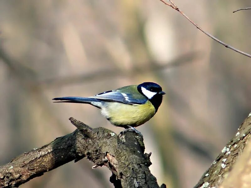 стих сова и синица берестов. снегирь щегол поползень. лазоревка птица. карточка сова для детей.