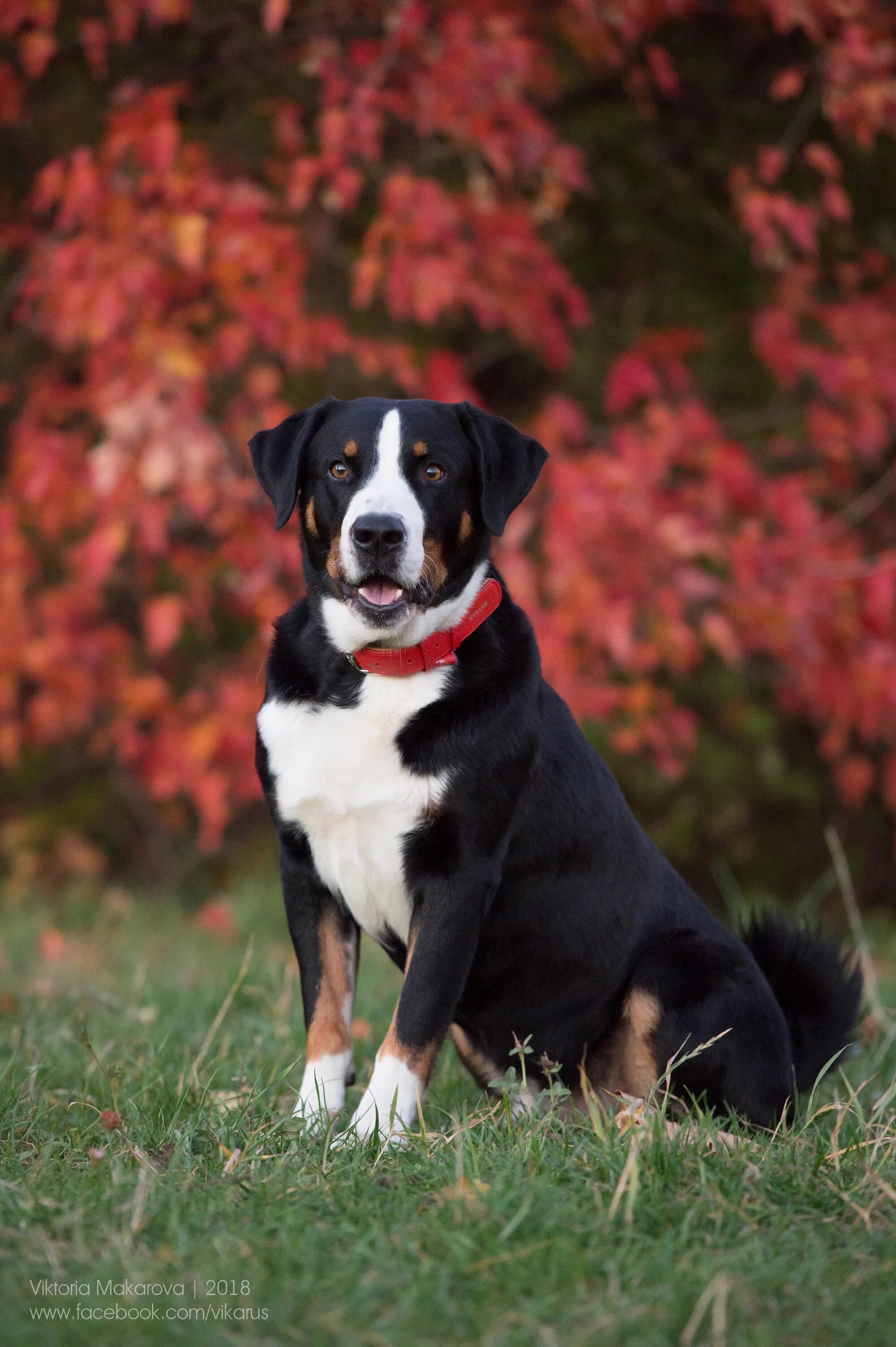 аппенцеллер зенненхунд. швейцарский аппенцеллер зенненхунд. аппенцеллер зенненхунд. зенненхунд аппенцеллер и энтлебухер. собака аппенцеллер зенненхунд.