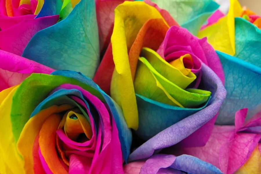 Недорогие цветные. Разноцветные цветы. Разноцветные розы. Радужные цветы.