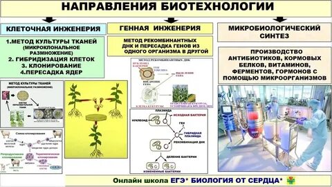 Какие методы относятся к биотехнологии