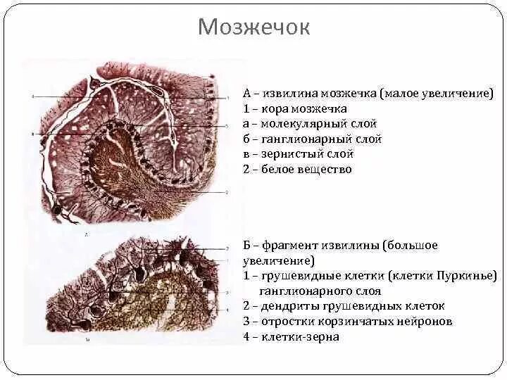 Функции клеток мозжечка. Функции клеток мозжечка