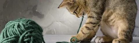Котенок и клубок ниток рассказ
