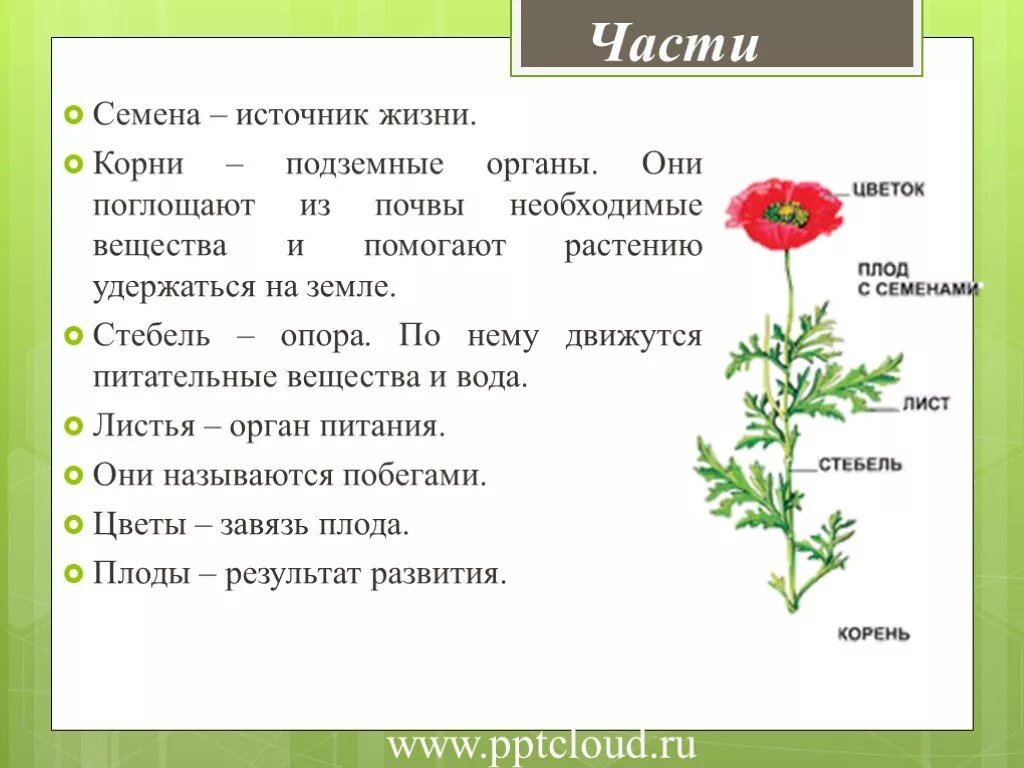 Части растения. Части растений и их функции. Для чего нужны части растений. Строение частей растения.