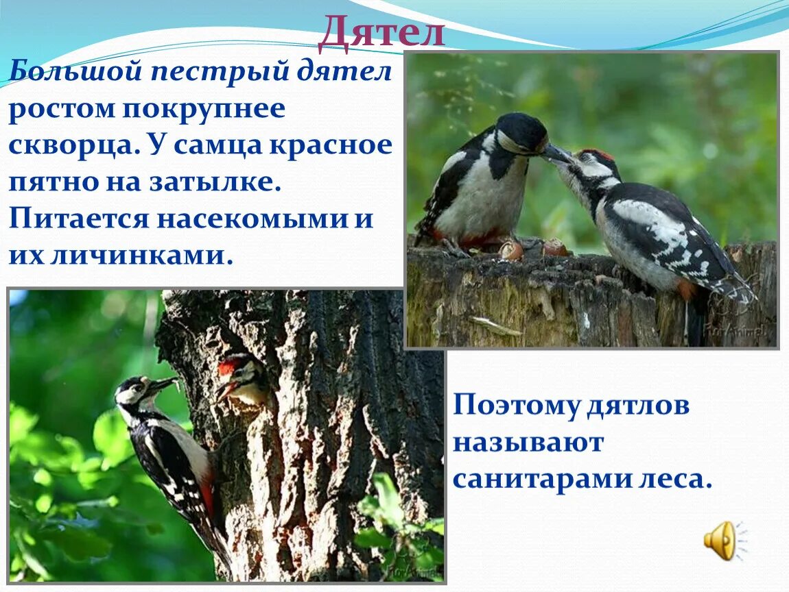 Дятел презентация. Известно что пестрый дятел лесная птица. Птица дятел фото и описание. Размер дятла в сантиметрах. Great spotted woodpecker.