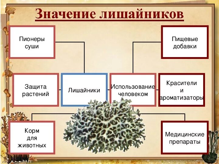 Лишайник урок. По биологии 5 класс. тема: лишайники. лишайники 5 класс биология. урок биологии лишайники. лишайники презентация 5.