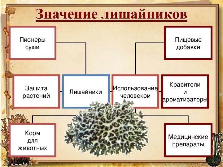 Лишайник урок. По биологии 5 класс. Тема: лишайники. Лишайники 5 класс биология. Урок биологии лишайники. Лишайники презентация 5.