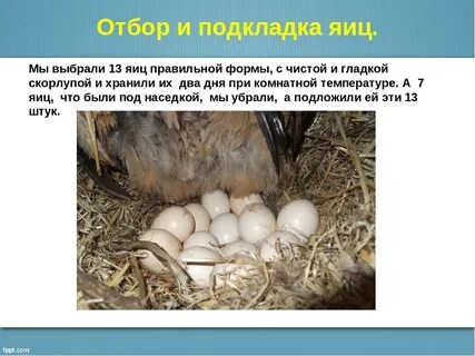 Сколько яиц можно подложить под курицу наседку