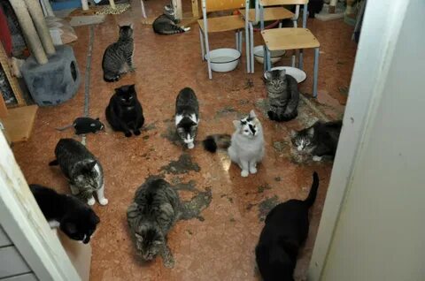 Куда можно пристроить котят