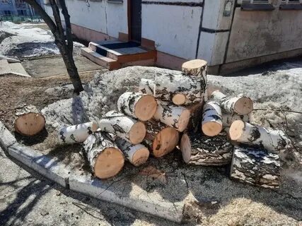 Срубили березу падеж