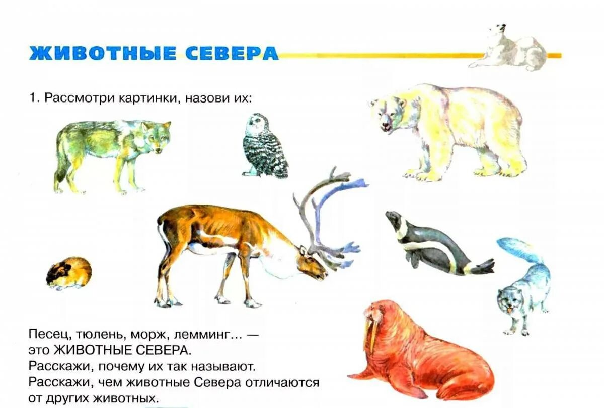 Задания животные севера. Животные севера для дошкольников. животные севера задания для дошкольников. лексическая тема обитатели северных стран. животные северных стран задания.