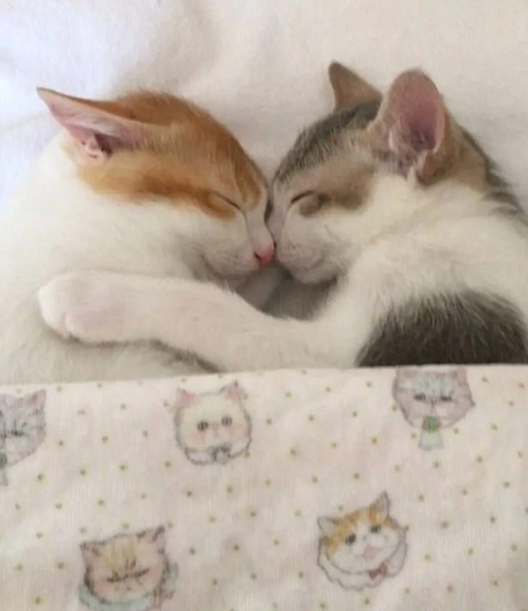 Спящие котята вместе. Котята в обнимку. милые котики обнимаются. коты милые вместе.