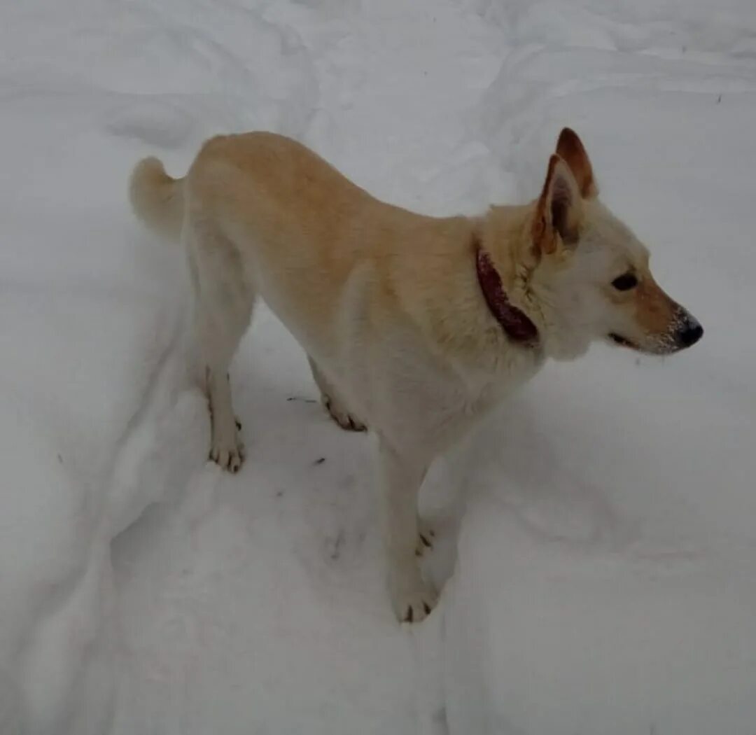 Овчарки с окрасом бело рыжие. Авито балашиха купить собаку. Балашиха собака. Балашиха собака. Балашиха собака.