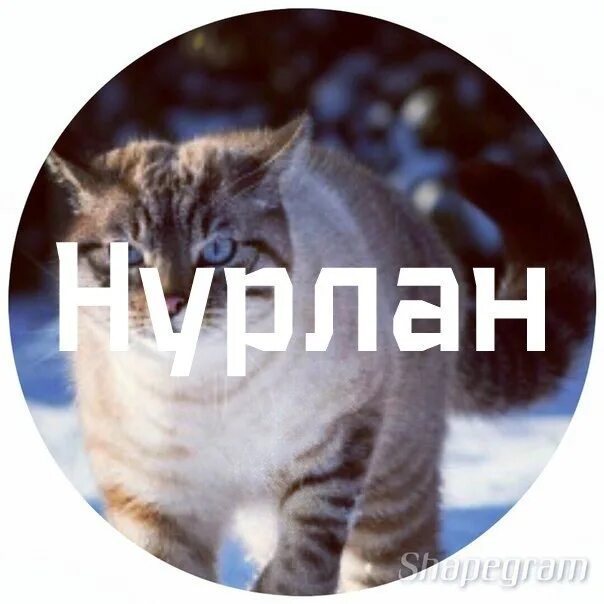 Имя нурлан национальность. Нурлан алибекович сабуров. Комик нурлан сабуров. Бессердечный человек фото. Нурлан сабуров.