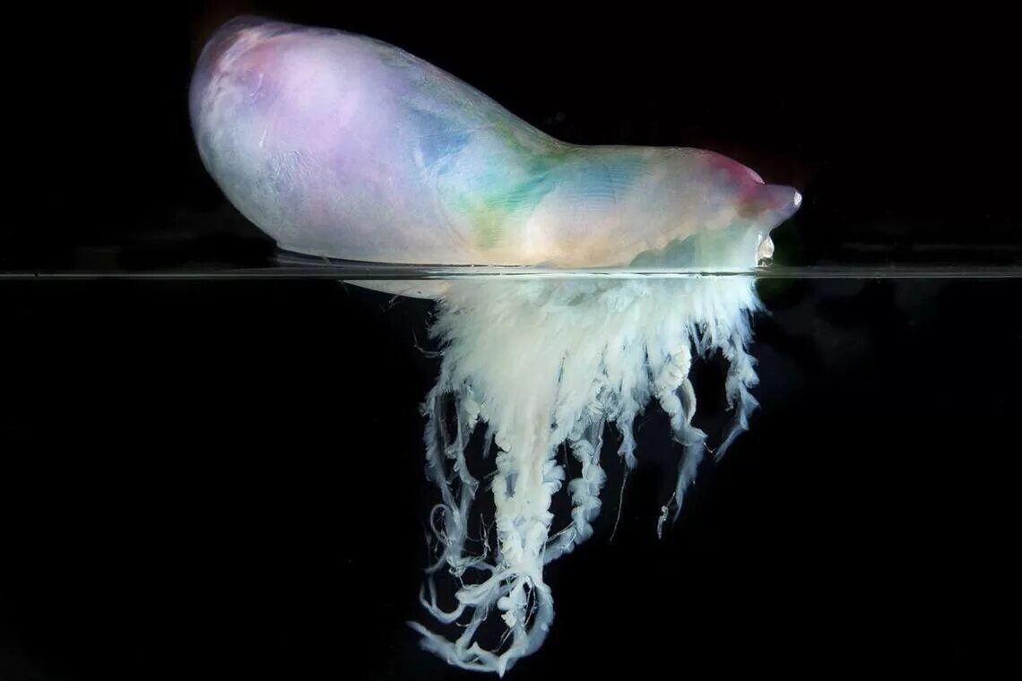 Scyphozoa сцифоидные медузы. Сцифоидные полипы. Мышцы медуз. Кожа медузы. Кожа медузы.