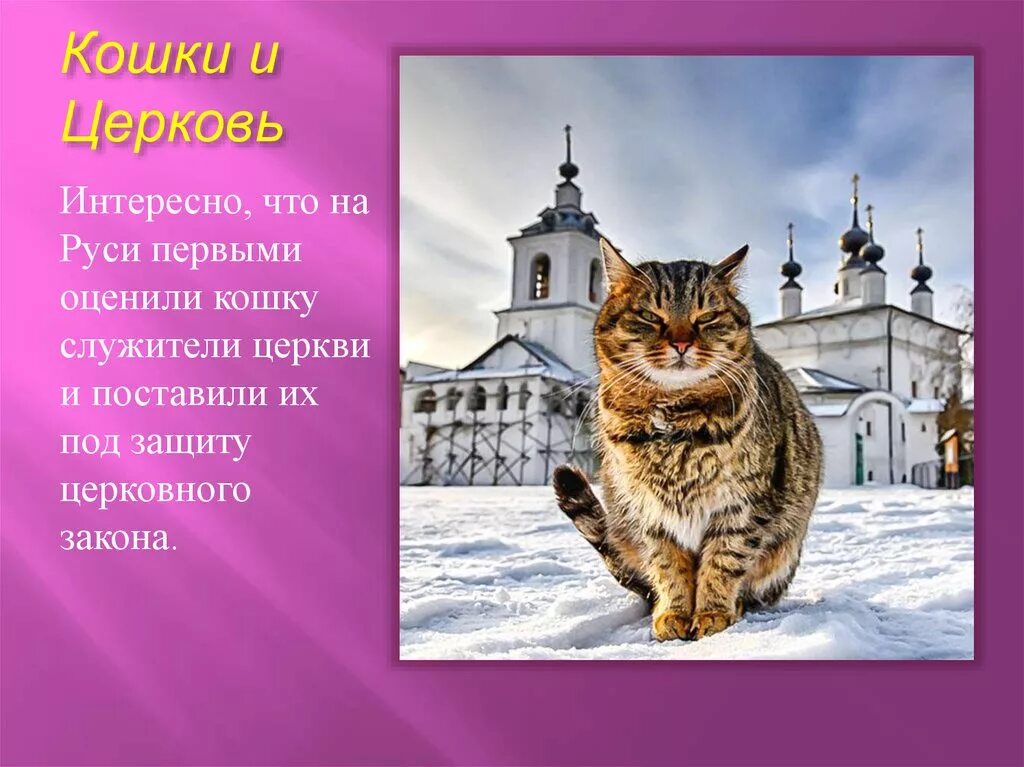 Кошки в церкви. Кошки на Руси в храмах. Кошки на Руси в церкви. Церковная кошка. 9 качеств кошки