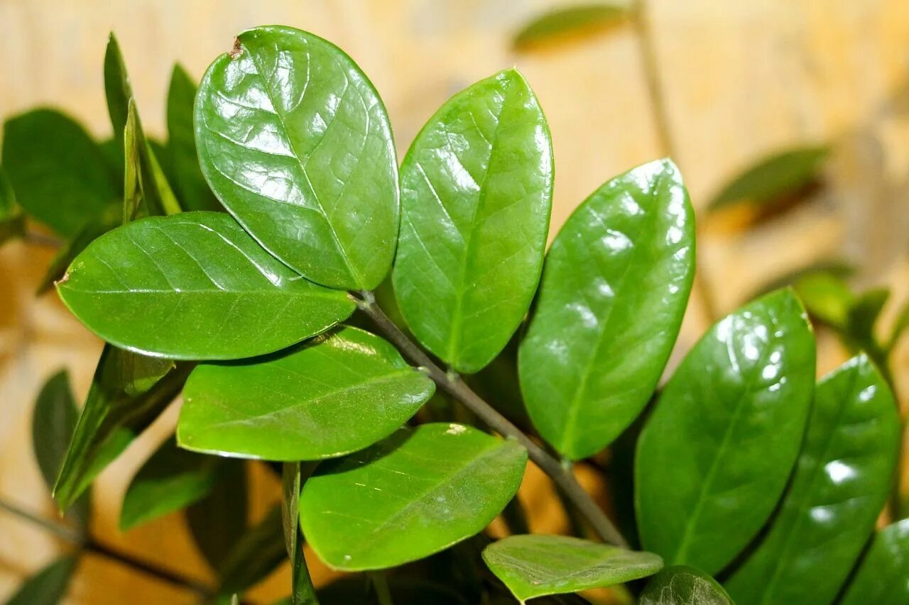 Замиокулькас ланцетовидный. Замиокулькас zamiifolia. Замиокулькас Буавена. Замиокулькас долларовое дерево. Как ухаживать за долларовым деревом в домашних