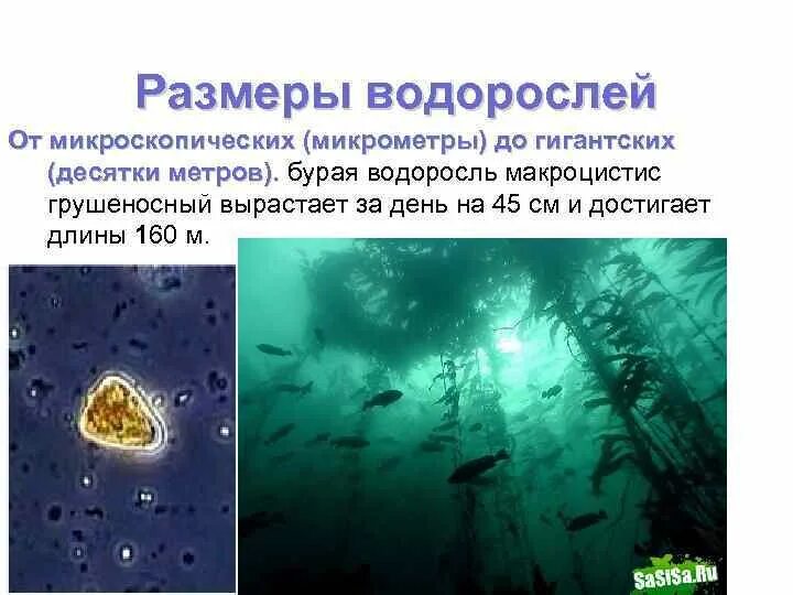 Какая среда жизни населена бактериями грибами водорослями. Размеры водорослей. Микроскопические и гигантские водоросли. Размеры водорослей от .... Размеры микроводорослей.