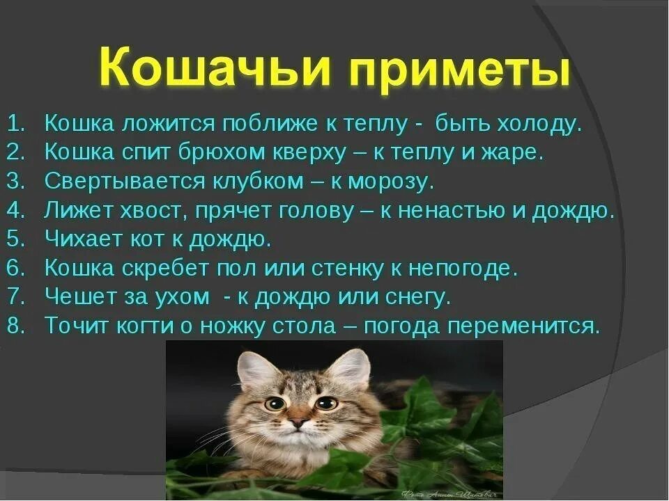 Почему кошка ищет