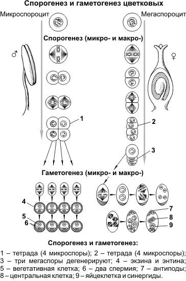 Гаметогенез у цветковых растений схема. Схема развитие гамет у цветковых растений. Схема спорогенеза и гаметогенеза у покрытосеменных. Этапы развития половых клеток у растений.