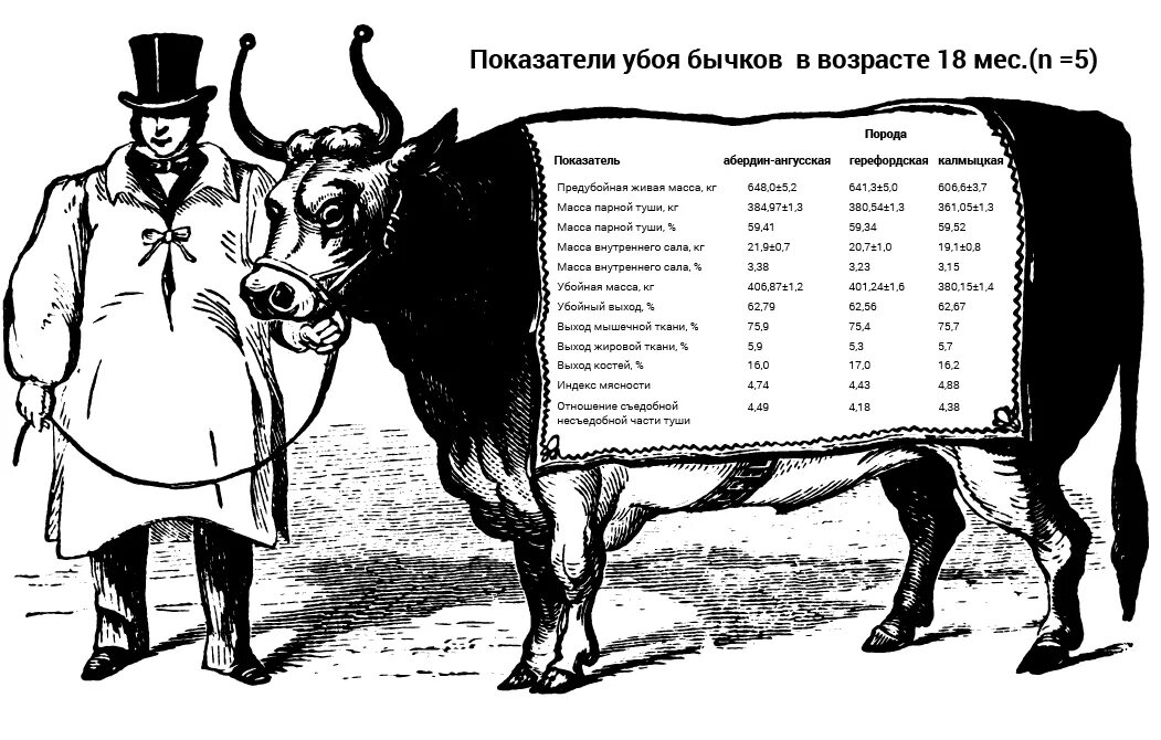 Промеры коров калмыцкой породы. Взятие промеров у КРС. Мясо калмыцкой породы КРС. Калмыцкая корова Живая масса.