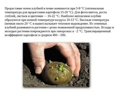 Сколько время прорастает картошка