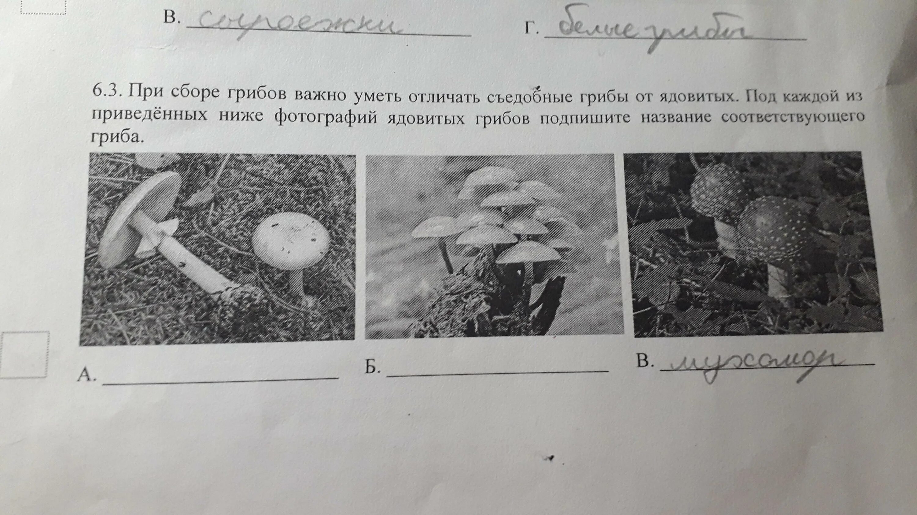 Грибы ВПР. Грибы ВПР 5 класс по биологии. РЕШУВПР по биологии 5 класс. ВПР по биологии 5. Впрочем по биологии 5 класс с ответами