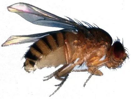 Fly but