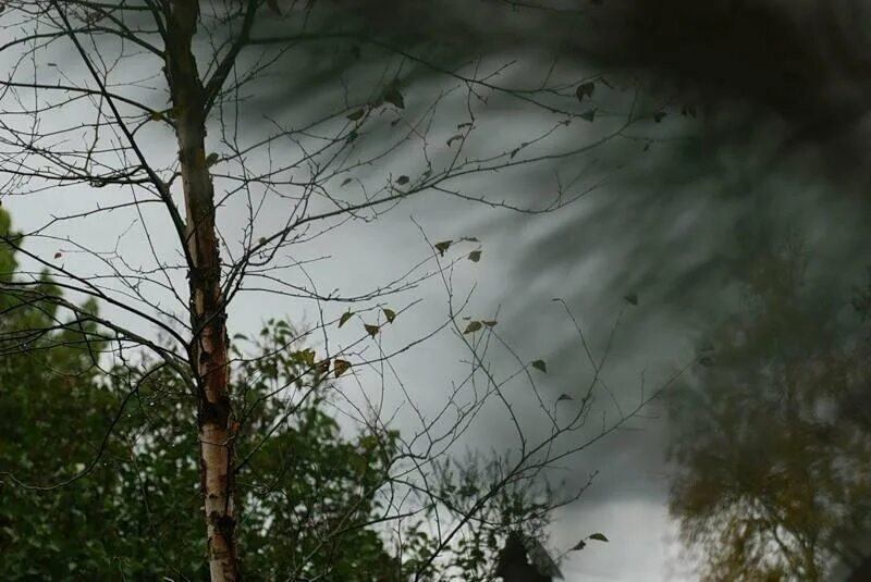 Кругом стало темно. Сильный ветер в лесу. Дерево на ветру. Сильный ветер деревья. Сильный дождь в лесу.