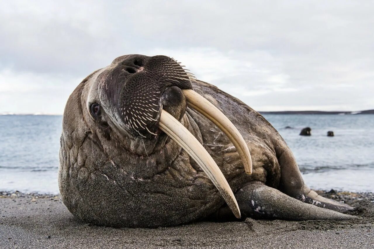 Тихоокеанский морж (Odobenus rosmarus divergens). Морж (Odobenus rosmarus). Морж (Атлантический п/вид). Лаптевский морж.