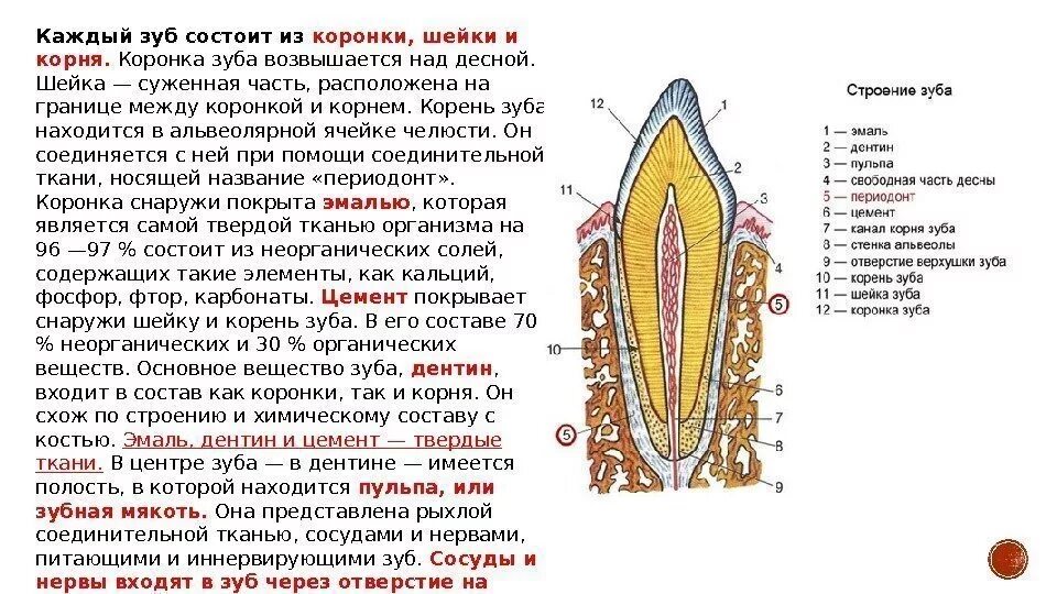 Строение зуба коронка шейка. Анатомия зуба коронка шейка корень. Строение зубов коронка шейка. Строение зуба коронка шейка корень. Какую функцию выполняет зуб человека