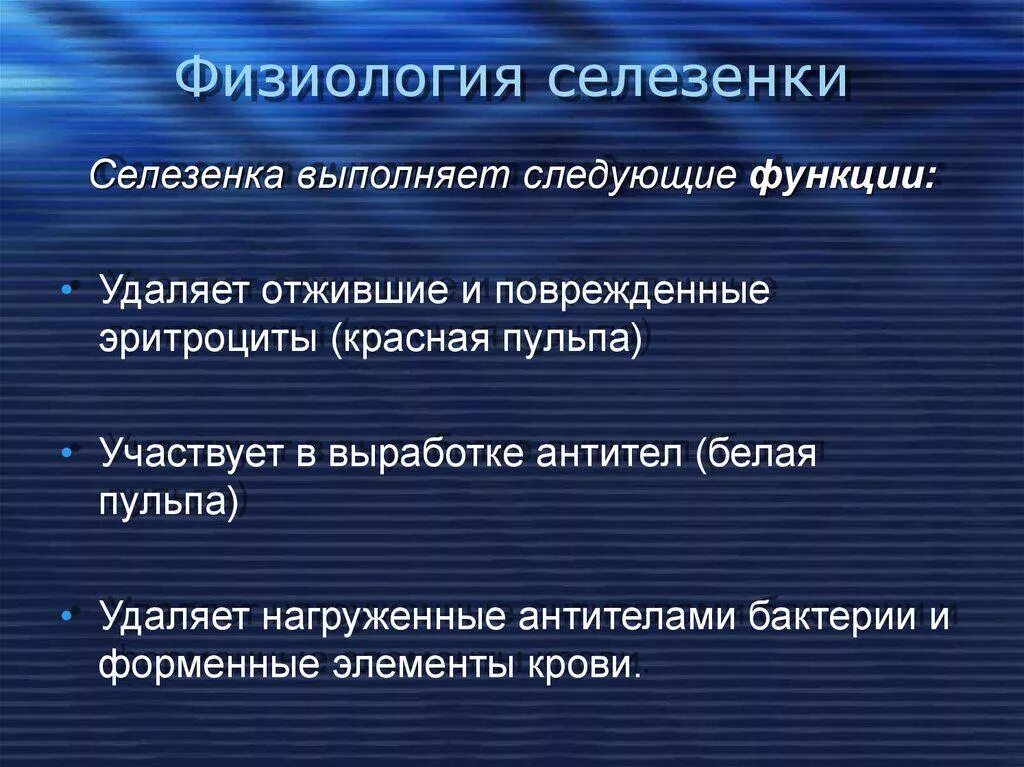 Физиология селезенки. Спленомегалия физиологическая. Селезенка функции. Физиология селезенки человека. Умеренная спленомегалия у взрослого что это