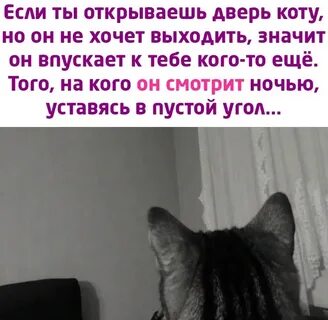 Кот смотрит в пустоту