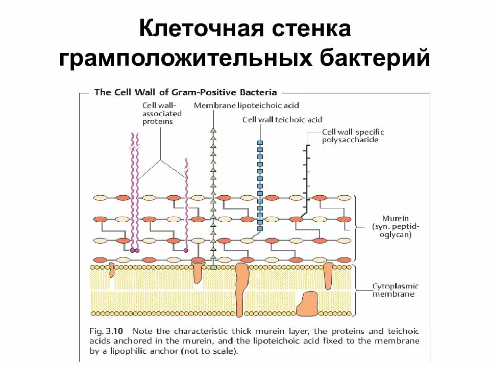 Клеточная стенка окраска. Клеточная стенка грамположительных бактерий. Структурные компоненты клеточной стенки грамположительных бактерий. Клеточная стенка грамположительных бактерий окраска. Структура клеточной стенки грамположительных бактерий.