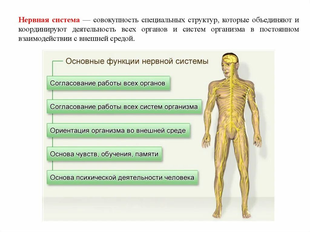 Строение и жизнедеятельность органов и систем органов. Какие функции выполняет нервная система. Назвать основные функции нервной системы.. Основные функции органов нервной системы. Функции которые выполняет нервная система в организме человека.