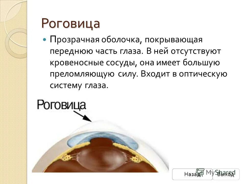 Какую роль выполняет оболочка. Функции оболочек спинного мозга. Функции оболочки клетки. Клеточная мембрана выполняет функцию. Какую функцию выполняет клеточная мембрана 5.