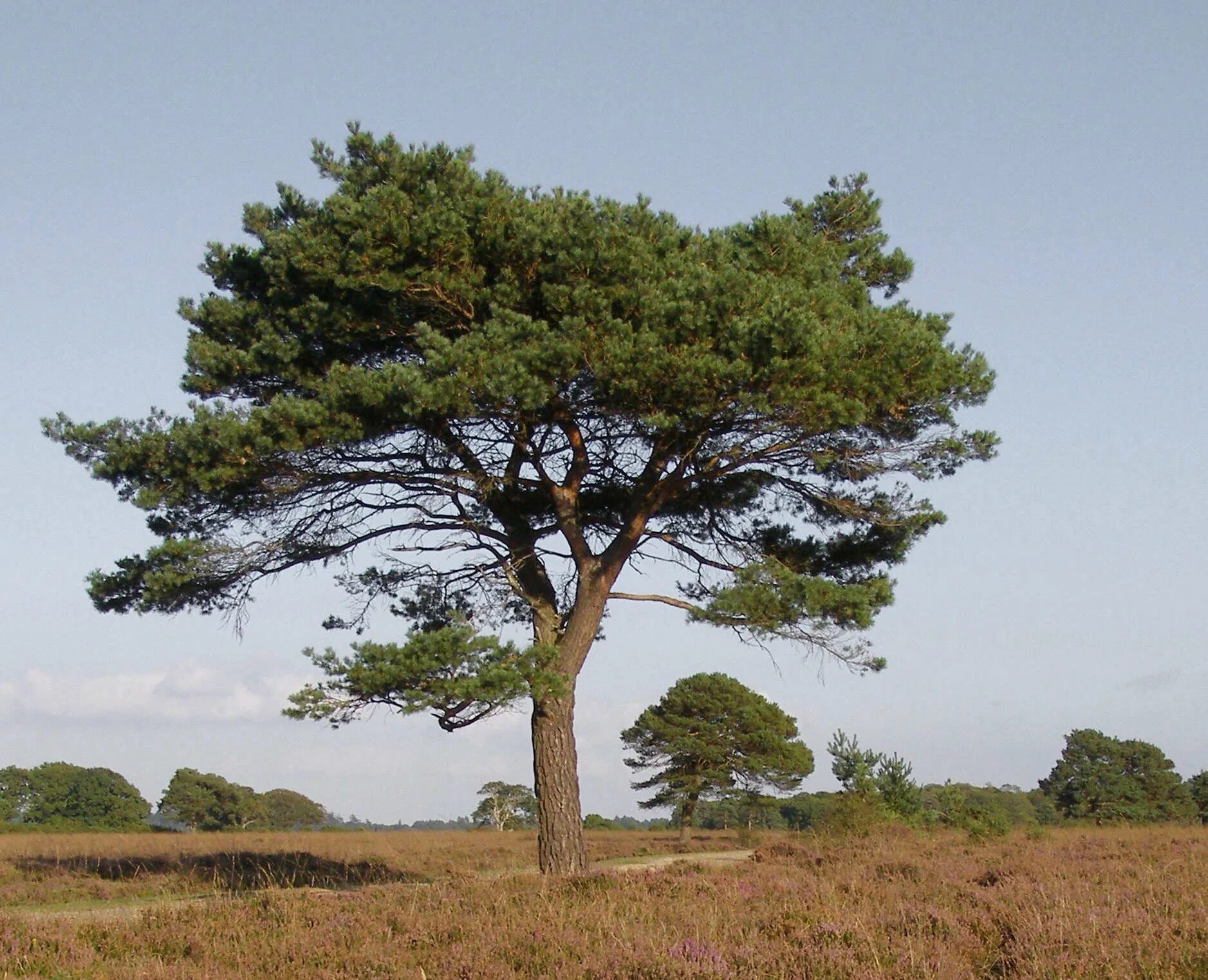 Стоит сосна. Сосна обыкновенная pinus sylvestris. сосна обыкновенная pinus sylvestris l. сосна обыкновенная габитус. 1. сосна обыкновенная ( pínus sylvestris).