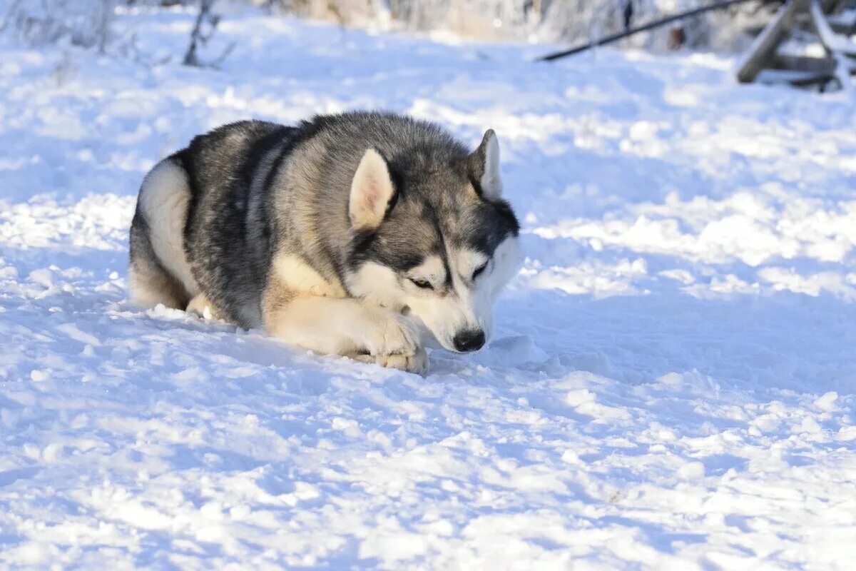 Жизнь с 10 хаски