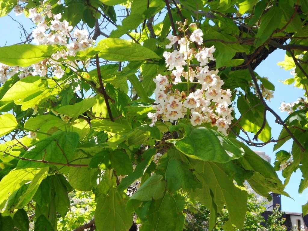 Дерево с огромными листьями. Катальпа Платан. Катальпа бигнониевидная. Катальпа цветение аромат. Катальпа дерево лист.