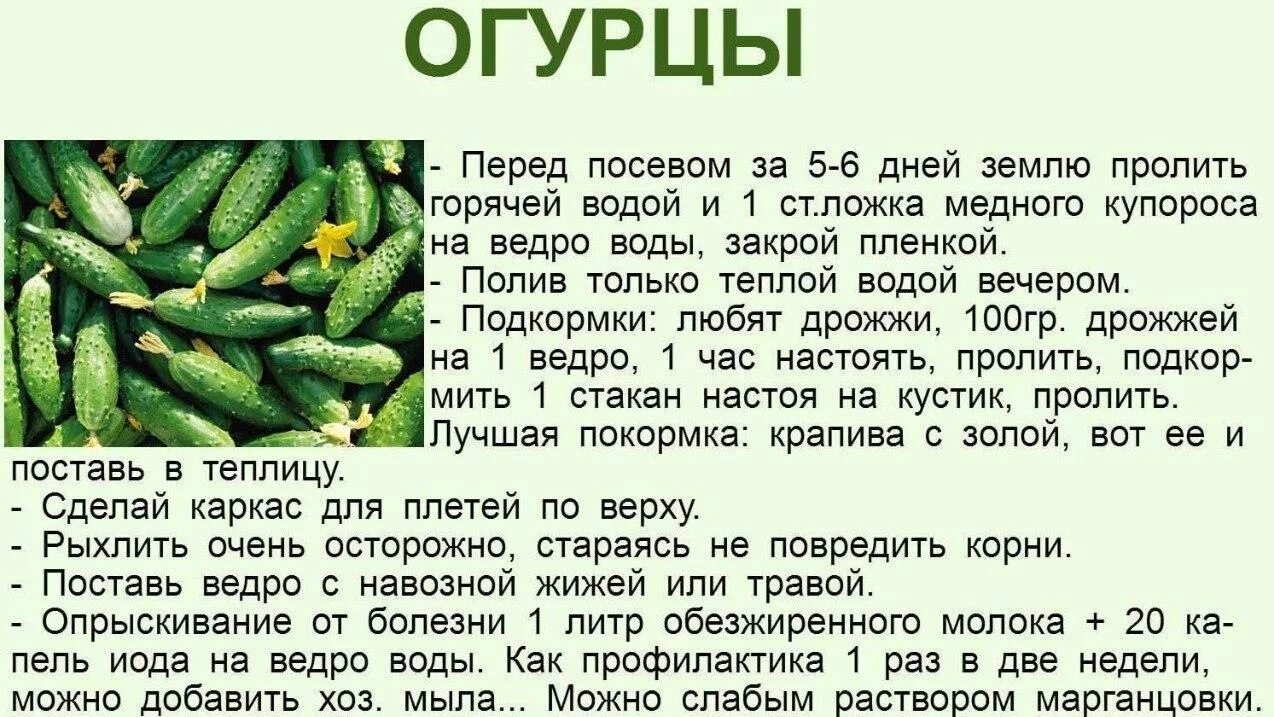 Сад огород полезные советы огурцы. Полезные советы для огурчиков. Полезное советы для огурцов. Огурцы сорт долго. Можно ли кормящим огурец свежий