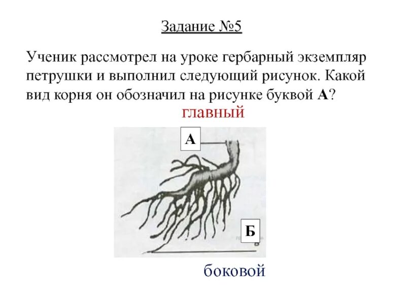 Корневые задачи. Рассмотрите изображение корня и выполните задания.