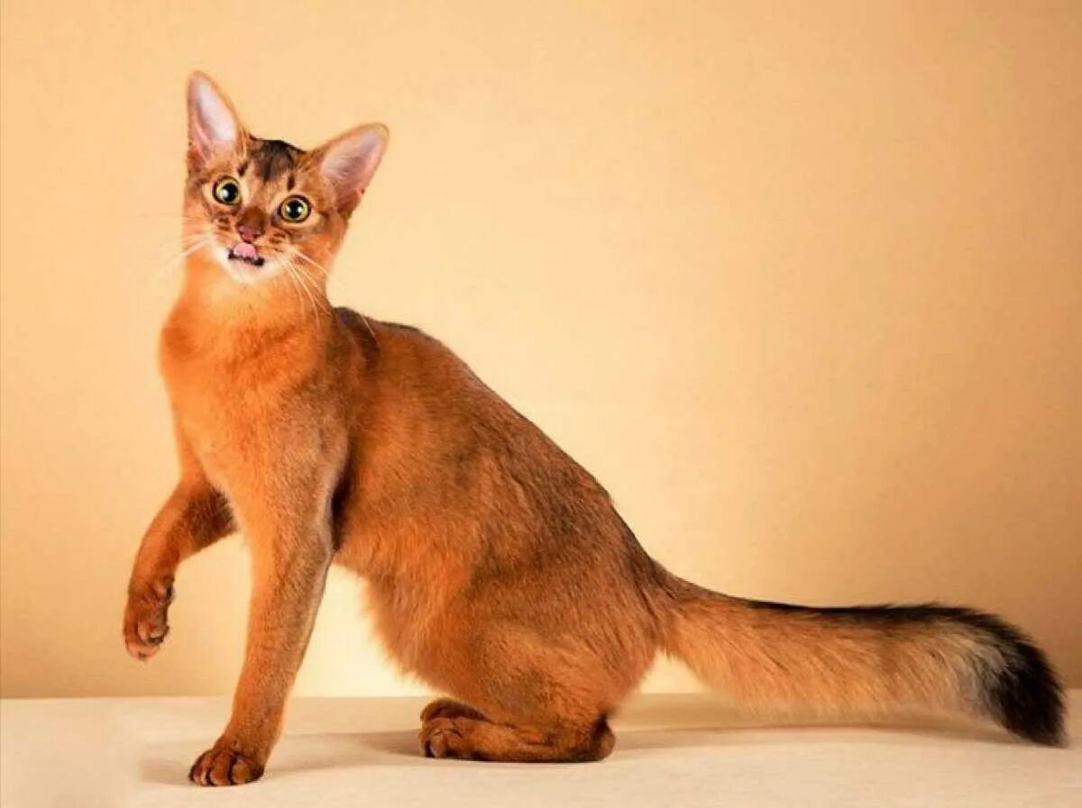 Порода кошек 7. Сомалийская кошка. Абиссинская и Сомалийская кошка. Сомалийская кошка соррель. Длинношерстный абиссинец.