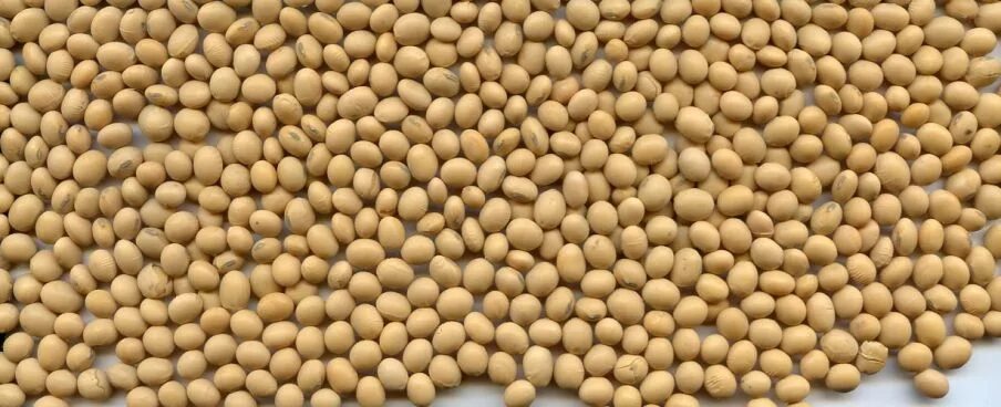 соевые бобы. соевые бобы. соевые бобы что приготовить. соя мама. соя мама.