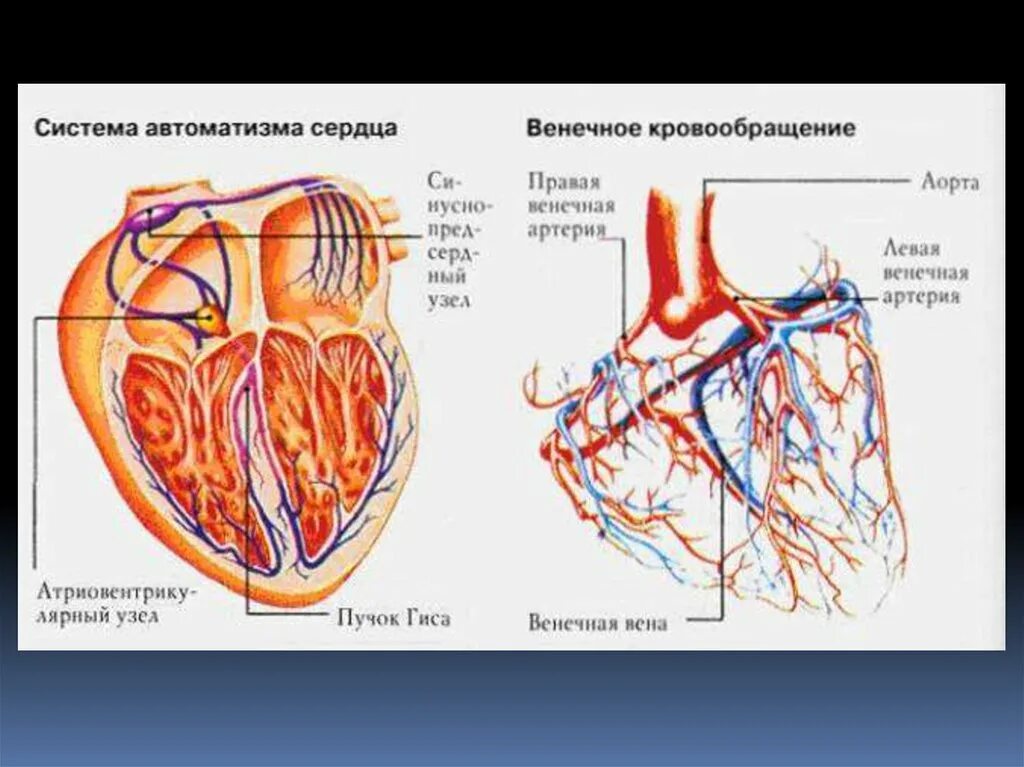 Проводящая система сердца и центры АВТОМАТИЗМА. Проводящая система сердца кровоснабжение сердца. Коронарный круг кровообращения схема. Венечный круг кровообращения анатомия.