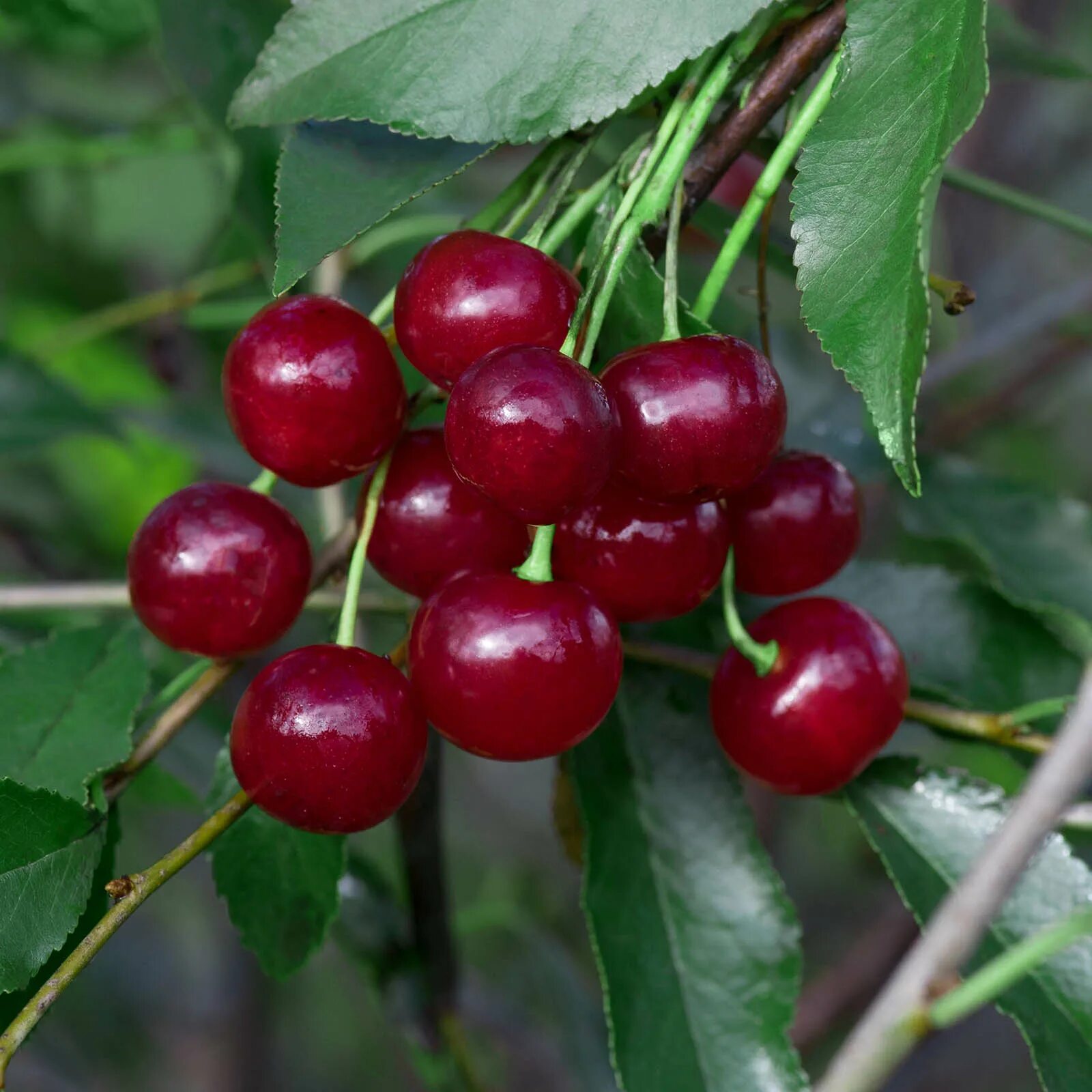 Вишня любская дерево. Вишня дюк малышка. Вишня обыкновенная молодежная. Вишня сорт молодежная. Вишня обыкновенная любская.