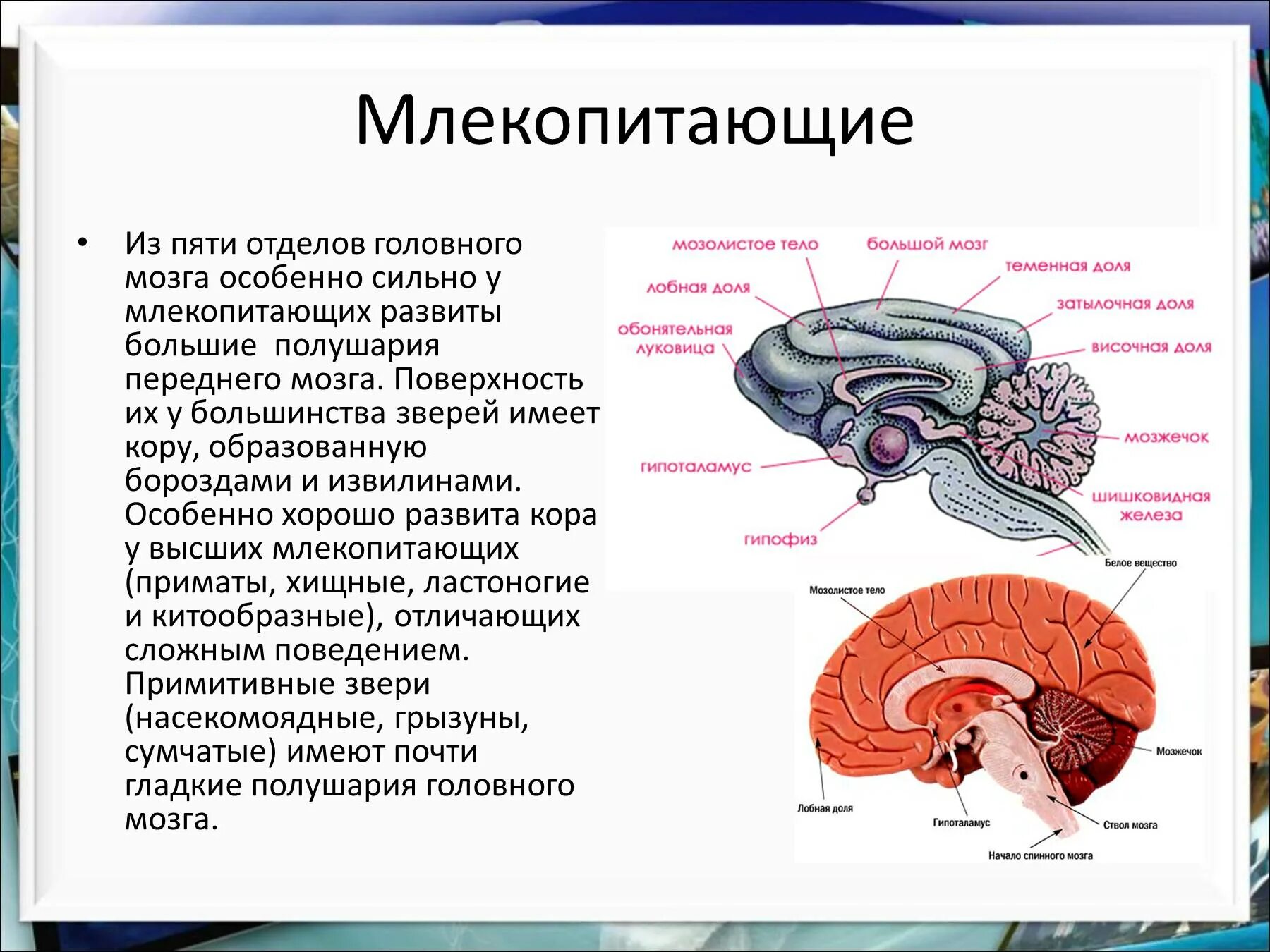 Какие отделы мозга у млекопитающих. Строение коры головного мозга млекопитающих. кора больших полушарий переднего мозга млекопитающих имеет:. отделы головного мозга млекопитающих 7 класс. функции коры переднего мозга млекопитающих.