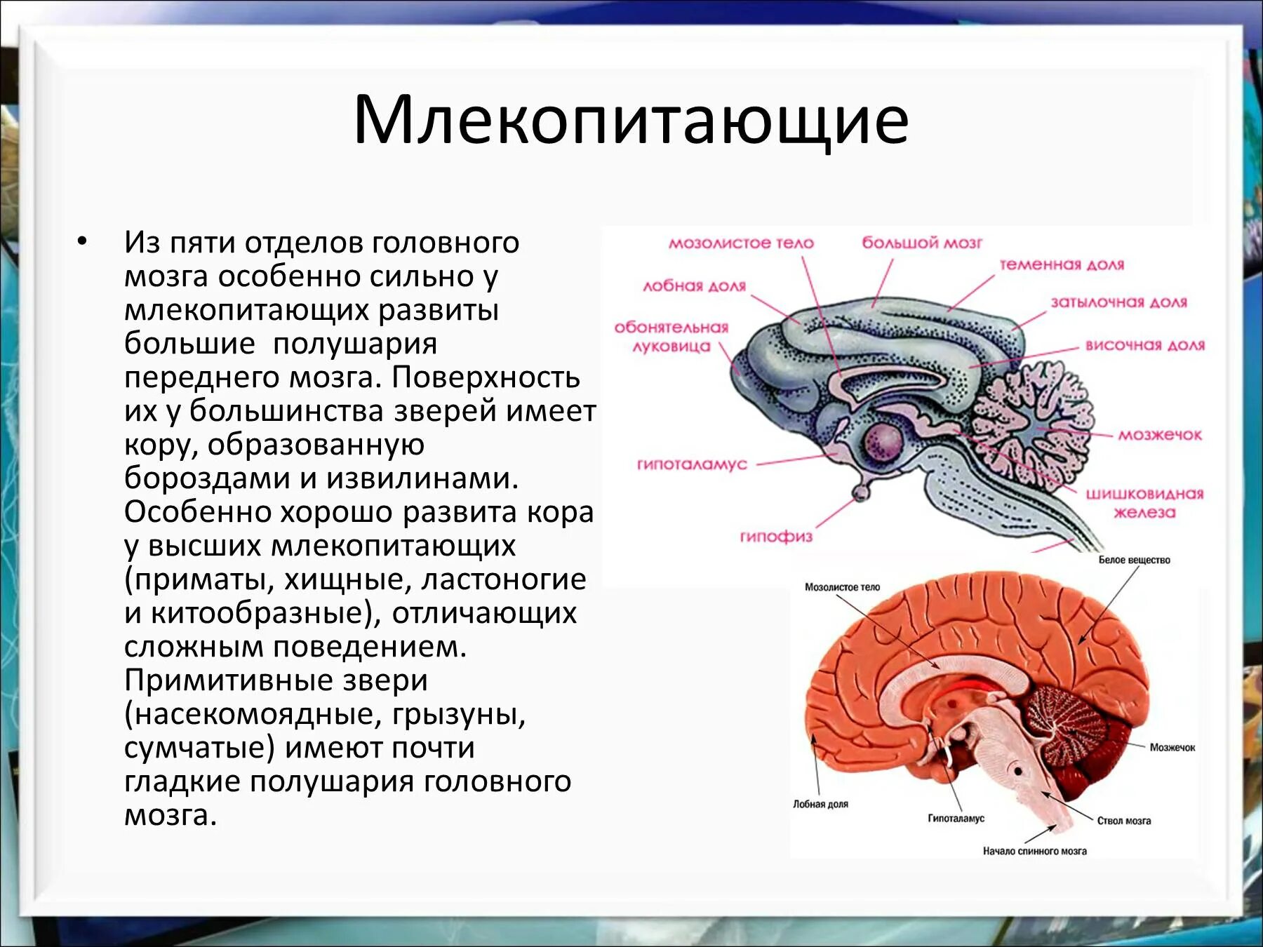 Отделы входящие в состав головного мозга млекопитающих. Укажите названия отделов головного мозга млекопитающих. Отделы головного мозга млекопитающих 7 класс биология. Из каких отделов состоит головной мозг млекопитающих.